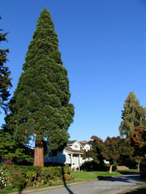 Giant sequoia in Burnaby, B.C., Canada