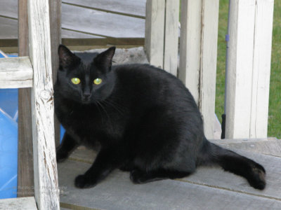 A black cat with green eyes