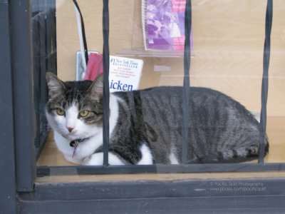 Buddha, the bookstore cat at Companion Book, North Burnaby