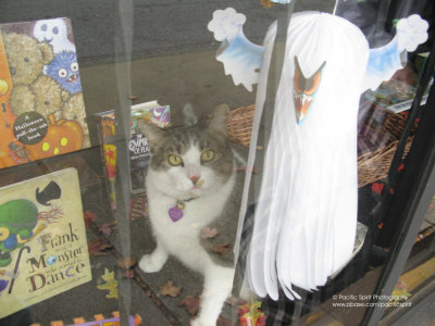 Bookstore cat unspooked by Halloween 