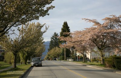 Spring in Lochdale, Burnaby