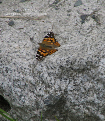 Butterfly on a grey rock