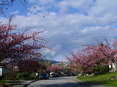 Spring in Brentwood, Burnaby