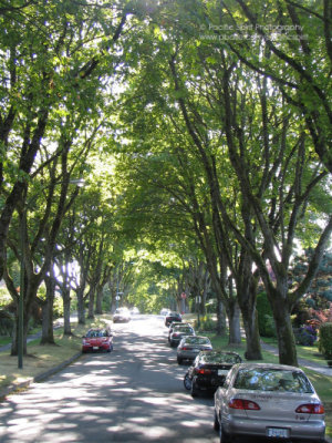 A shady street in Dunbar, on Vancouver's West Side