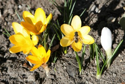 Yellow spring crocus with a bee