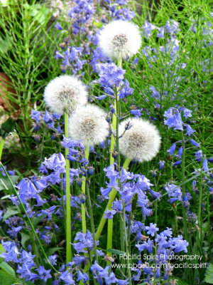 Dandelions in May