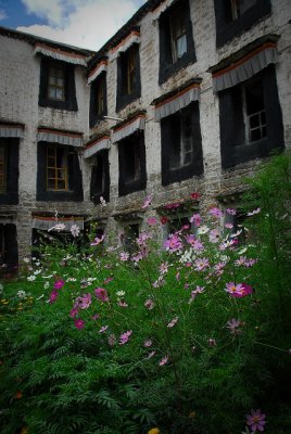 flower-1249.jpg