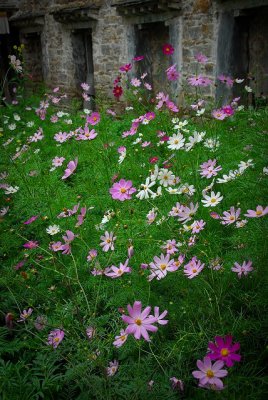 flower-1251.jpg