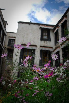 flower-1252.jpg