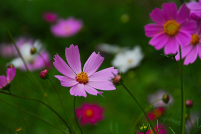 flower-1254.jpg