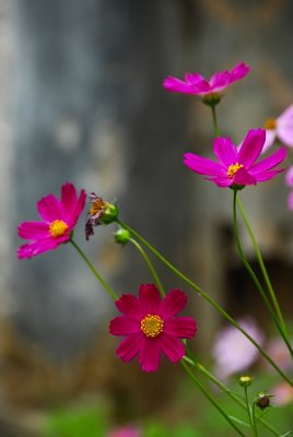 flower-1255.jpg