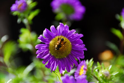 flower-1447.jpg