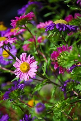 flower-1448.jpg