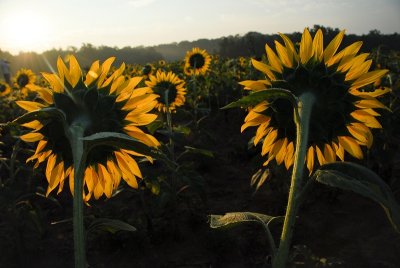 2010_sunflower