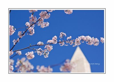 120245051_jwG8EVjk_cherry7.jpg