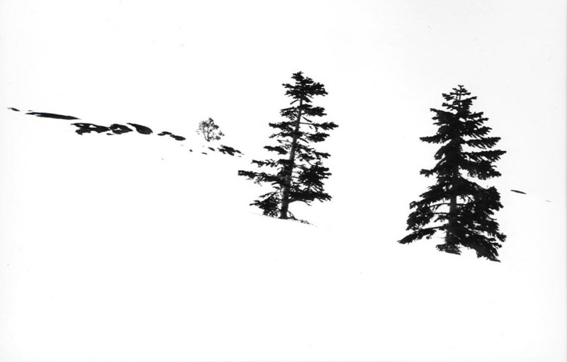 Evergreens in snow