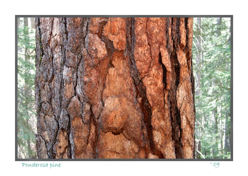 Ponderosa pine