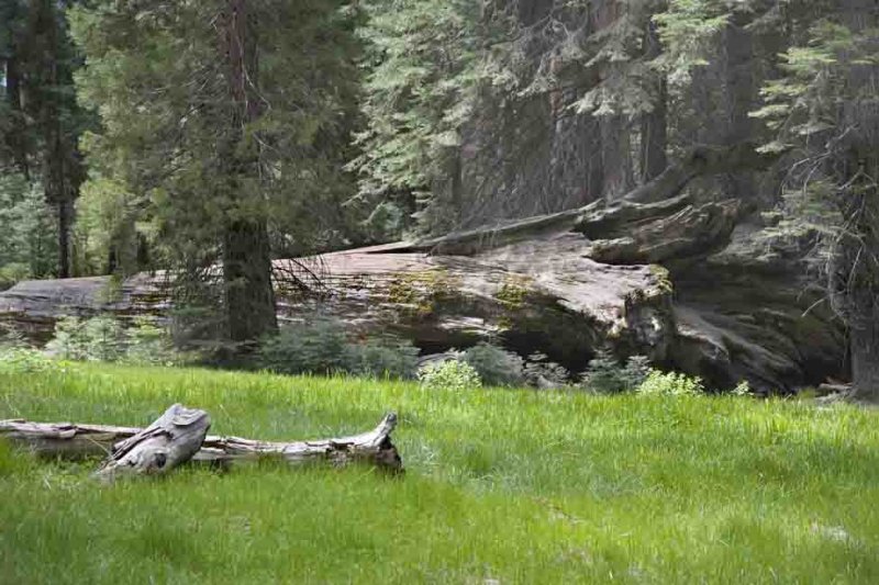 Fallen Sequoia