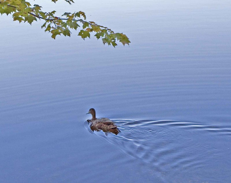 Duck adjacent to the Bull Moose Inn