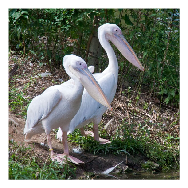 Birds of a feather