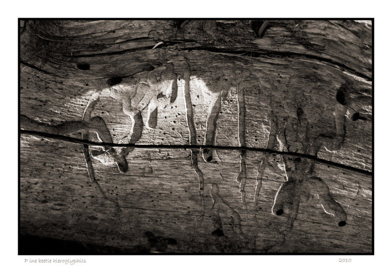Pine beetle hieroglyphics