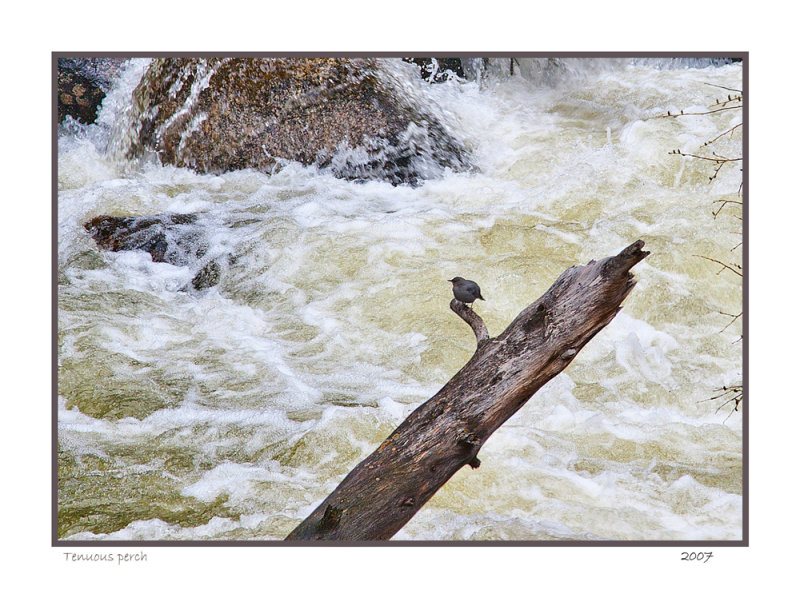 Tenuous perch, Yellowstone N.P.