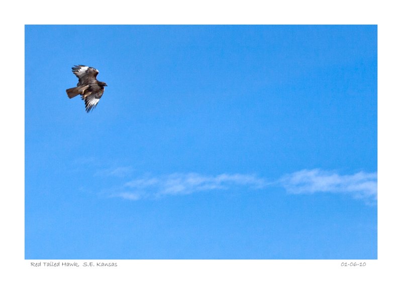 Red Tailed Hawk