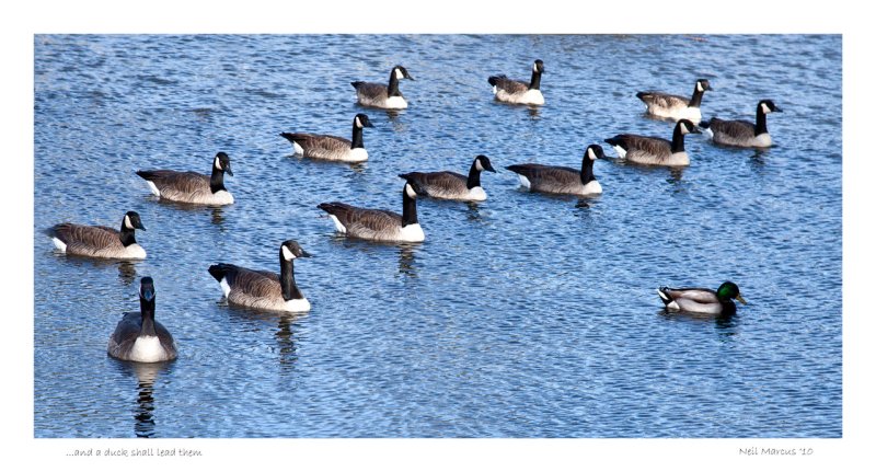 ....and a duck shall lead them