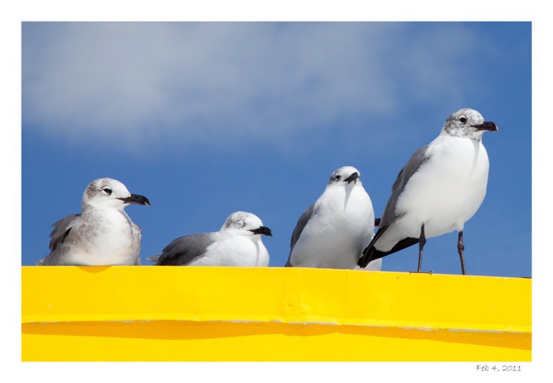 Seagulls