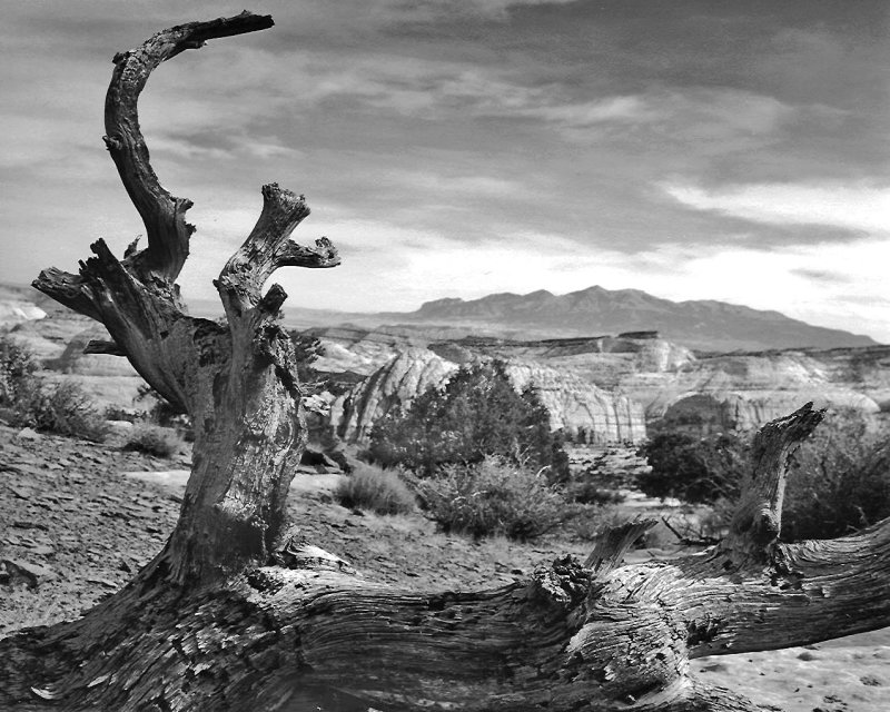 Pinon Pine, Capitol Reef, UT