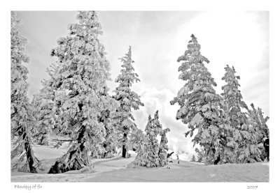 Panoply of snow, Squaw Valley, CA