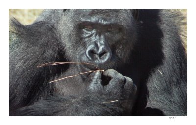 Gorilla up close and fortunately not personal