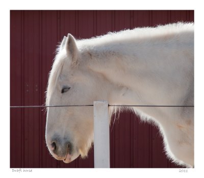 Draft horse