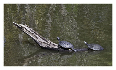 Sunning Turtles.
