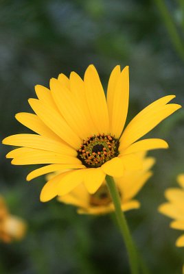 daisy.jpg