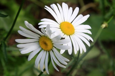 White Daisy.jpg