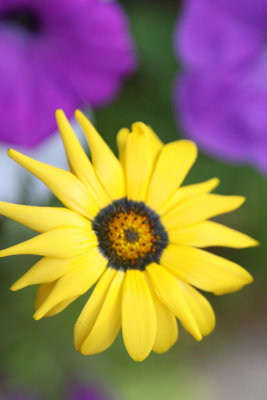 Daisy in Petunia.jpg