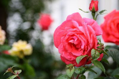 british rose.jpg