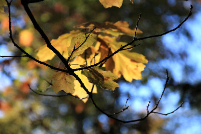 golden oak.jpg
