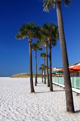 Palm Pavillion Palms.jpg