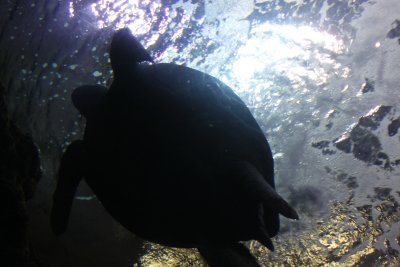 Denver Aquarium