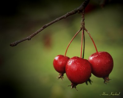 Wild Apples