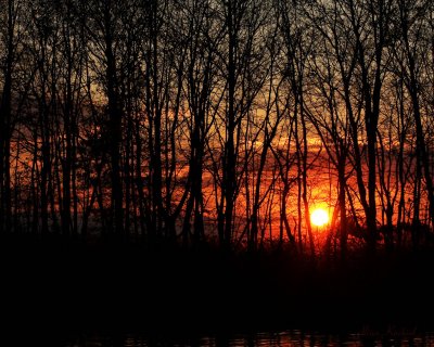 Through the Trees