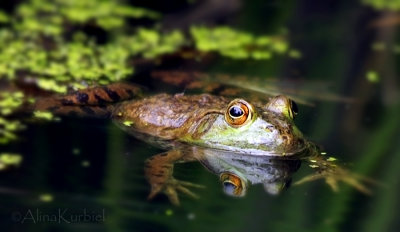 Green Frog (rana clamitans)