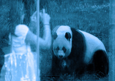 Giant Panda in the ZOO