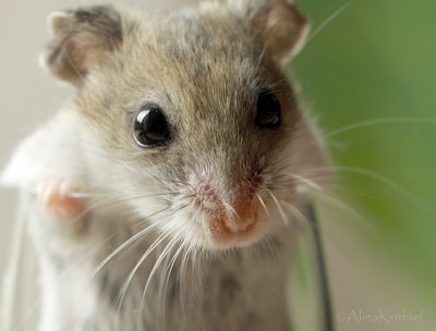 Dwarf Hamster