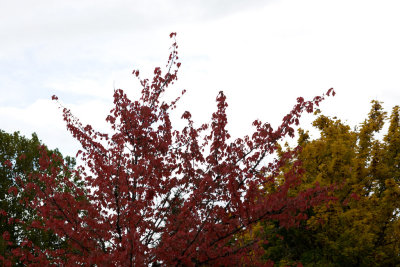 Fall Colors: Autumn '08