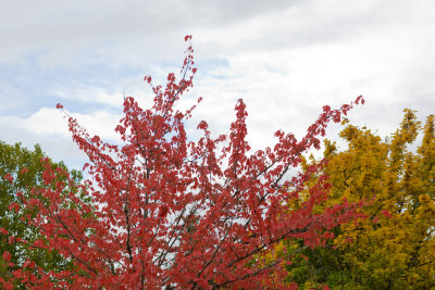 Oct 20 08 Fall Colors-6-2.jpg