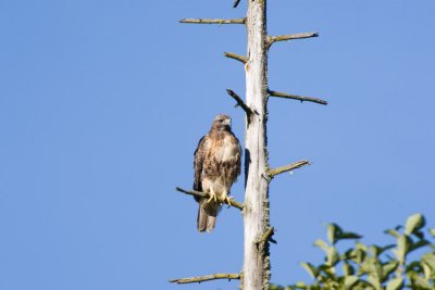 Sep 4 08 300-TC Birds-14.jpg
