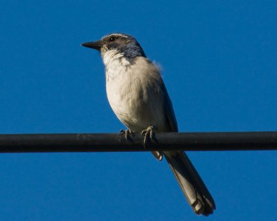 Sep 4 08 300-TC Birds-37-2.jpg